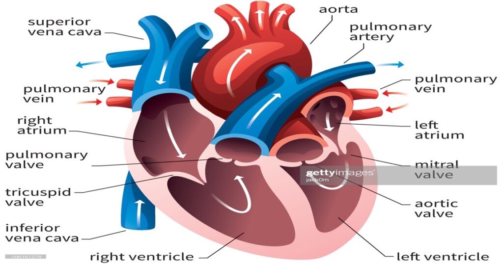Heart